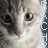 nine identical cat faces with gray and white fur, each overlaid by vertical blue text reading 'RACCOON' in pixelated font