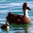 Pixelated image of a dark brown bird with a long neck and white underbelly floating on water, viewed from the side.