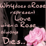 Static image featuring pink text on a dark background with a partial view of a person and a pink rose in the corner.