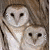 Two barn owls in a tree with text overlays reading c'mon you know theyre cute on yellow background with purple flowers.