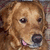 Pixelated close-up of a dog's face with light brown fur, dark eyes, and a black nose; pink tongue visible.