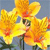 Pixelated yellow-orange flowers with red accents on a blue background, featuring visible stems and green foliage.