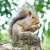 A pixelated image of a squirrel on the left and red text reading "evil squirrels!" on the right against a black background.