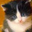 Pixelated close-up of a cat's face with dark fur on top and light fur below, set against an orange background.