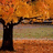 A static image with a pixelated autumn tree on the left and orange text on brown background reading "I'm tired of feeling low" and "I want more than my lonely nation".