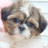Pixelated image of a dog's face with brown and white fur, next to pixelated text reading 'awww so adorable <3333' on light pink background.