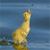 Animals icons for AIM, MSN, MySpace and Yahoo