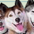 A 50x50 pixel animated contact sheet showing two frames of a dog mascot and the "SNOW DOGS" logo, with visible dithering and low-resolution rendering artifacts.