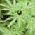 Green pixelated background with scattered dark and light green shapes resembling foliage or abstract patterns.