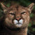 Pixelated image of a cougar's face on the left, green background with pixelated text 'Original Icons .com' on the right.