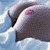 Pixelated image of a dark gray dolphin leaping from light blue water with white spray, featuring a pink marking on its side.