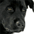 Four dog head portraits arranged in a , each with distinct breeds and expressions against light backgrounds
