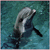 Pixelated dolphin swims left to right against teal and blue gradient background with visible pixelation artifacts.