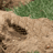 Animated sequence of a light brown rodent-like creature emerging from and retreating into a dirt mound on green grass, with orange markings appearing near its body.
