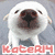 A white dog with a dark nose and brown eyes appears in a of four , each showing the dog with red text below it