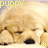 A static image of a golden retriever puppy with closed eyes and a black nose, positioned centrally against a light background.