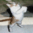 Animated icon of a white cat with brown patches leaping against a blurred outdoor background, transitioning to a purple silhouette of the same pose.