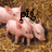 Pixelated image of pink piglets on brown straw background with black text 'pig' overlaid, showing slight variation in piglet positions across frames.