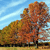 Pixelated static image of a tree with autumn foliage against a blue sky with faint clouds.