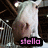 A pixelated image of a white cow with brown patches standing behind a metal fence, with pink text reading "stella" at the bottom.