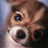 A four- shows a brown and white animal face with large eyes, mouth open in a surprised expression, against a light blue background