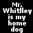 Black background with white pixelated text "Mr. Whitley is my home dog" and pink rectangular highlights shifting across different text segments.