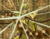 Animated sequence showing a character in golden armor with glowing effects, transitioning to red-haired figure and purple-robed figures against circular backgrounds.