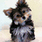 A small dog with brown and black fur appears in four , showing different poses and pink text overlays