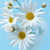Pixelated image of white daisy flowers with yellow centers against a light blue background, showing multiple blooms and buds.