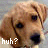 nine identical dog head images with 'huh?' text, each showing a light brown puppy with dark eyes and nose against a gray background