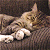 A static image of a tabby cat lying on its side with eyes closed, next to green text reading "Original Icons .com".