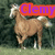 Pixelated image of a light brown horse with white markings standing against dark green foliage, overlaid by purple text on an orange banner.