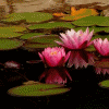 Pixelated water lilies with pink petals and yellow centers float on dark water among green lily pads under a blurred background.