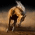 Animated sequence of a light brown horse with white mane and tail rearing on hind legs against dark background.