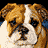Six pixelated bulldog faces in a , each with distinct expressions against a blue background