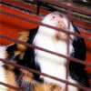 A small animal with white, black, and brown fur sits behind horizontal bars in a red enclosure; the right image shows large red text "AAAAA!" below it.