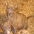 Animated sequence showing three distinct dog breeds in separate : a light brown puppy, a fawn pug, and a tan chihuahua