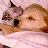 A 48x48 pixel animated buddy icon featuring a cat and dog lying together on the left, with green text "Original Icons .com" on a dark green background to the right.