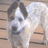 Pixelated image of a dog with white and brown fur standing on wooden planks, accompanied by blue pixelated text reading "I <3 MY AUST-ALIAN CATTLE DOG!!".