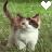 Pixelated image of a cat with brown and white fur standing on green grass, holding a heart-shaped object in its mouth.