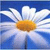 A static pixelated image of a flower with white petals and an orange center against a blue background.