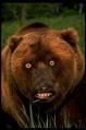 Static close-up of a brown bear's face with intense expression, set against blurred green background.