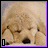nine pixelated images shows a golden retriever puppy with closed eyes, paws over its face, and text labels in the bottom-left corner of each