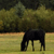 A black horse stands in a grassy field with trees in the background, its head lowered as if grazing.