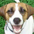 Pixelated close-up of a dog's face with light brown fur, dark eyes, and a black nose, mouth open showing pink tongue, green foliage background.