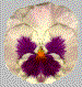 Two side-by-side pixelated flower images with distinct color variations and petal arrangements.