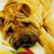 Pixelated static image of a dog's face with yellow and brown tones, showing partial features including eyes, nose, mouth, and fur texture against a bright background.