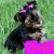 A small dog with black and tan fur sits on green grass, wearing a pink bow on its head, with a purple banner displaying 'Shae' in red text below it.