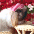 A pixelated image of a rabbit with pink ears and white fur, positioned next to green text reading 'Original Icons .com' on a dark background.