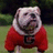 Pixelated bulldog in red sweater with 'G' emblem stands on grass, text overlays read "Go Dawgs" and "Way to BEAT them Gators!"